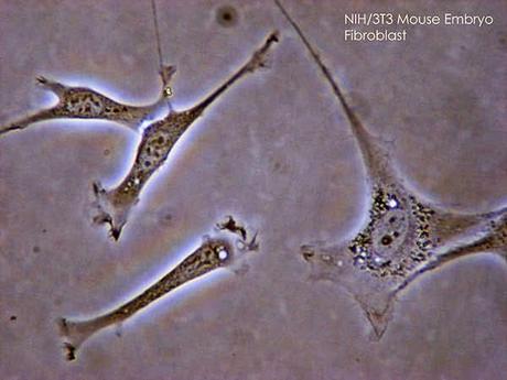 LA HORA A LA QUE VAS A DORMIR INFLUYE EN TUS CELULAS