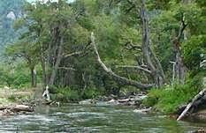 Diorama con Acers Campestres  : 2- Algunas ideas