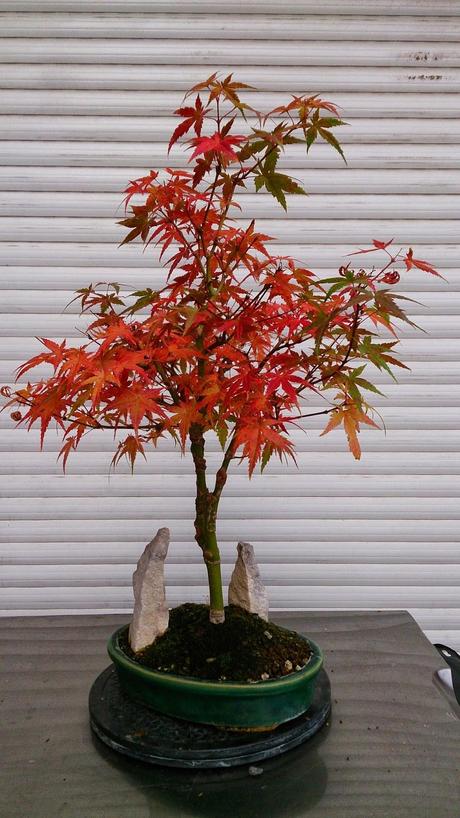 Por fin parece otoño en mi patio