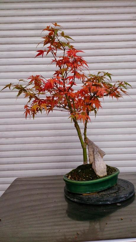 Por fin parece otoño en mi patio