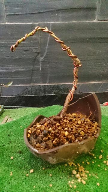 Un Cerezo con poca historia pero mucho futuro.