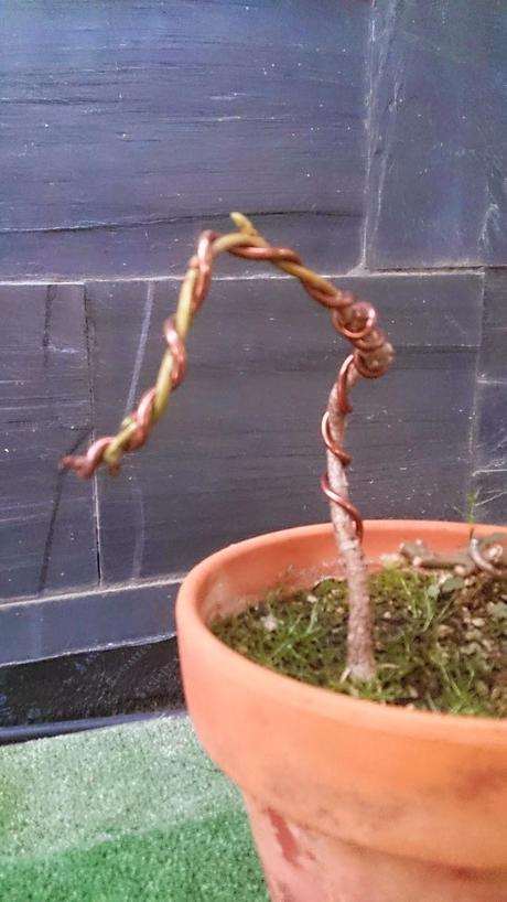 Un Cerezo con poca historia pero mucho futuro.