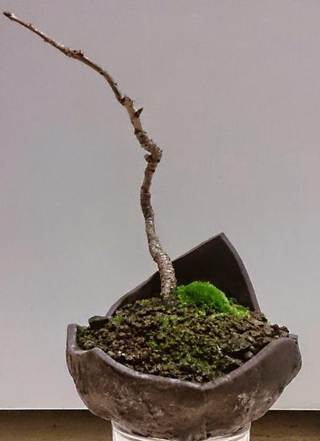 Un Cerezo con poca historia pero mucho futuro.