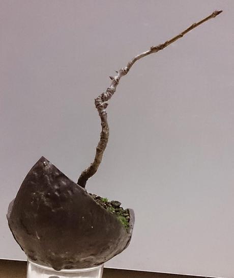 Un Cerezo con poca historia pero mucho futuro.