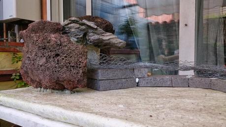 Diorama con Acers Campestres : 4- empiezo la construccion . Diorama con Acers Campestres : 4- empiezo la construccion .