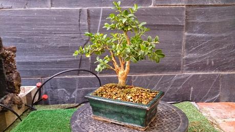 Un Buxus superviviente