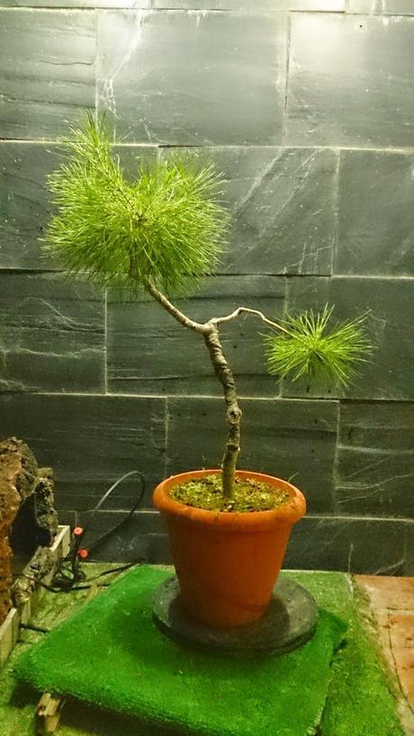 Ayudando a los amigos