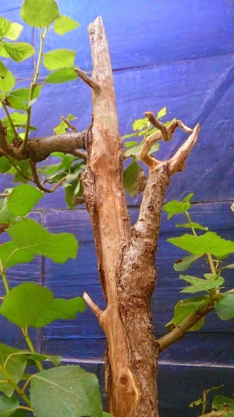 Trabajos de mantenimiento : toca jins y shares .