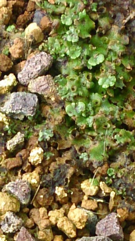 Trabajos de mantenimiento : limpiezas superficiales ,