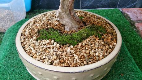 Trabajos de mantenimiento : limpiezas superficiales ,