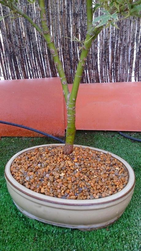 Trabajos de mantenimiento : limpiezas superficiales ,