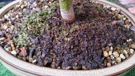 Trabajos de mantenimiento : limpiezas superficiales ,