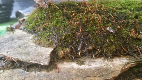 Trabajos de mantenimiento : limpiezas superficiales ,