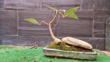 Los pequeños olvidados Los pequeños olvidados