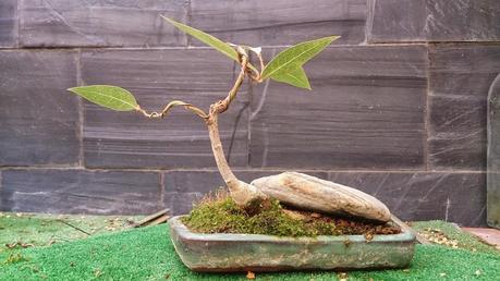 Los pequeños olvidados Los pequeños olvidados