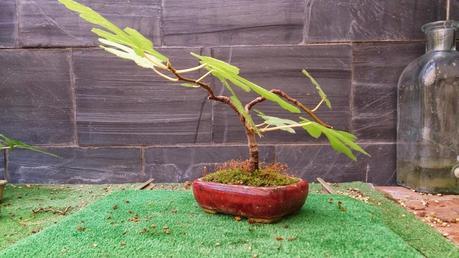 Los pequeños olvidados Los pequeños olvidados