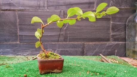 Los pequeños olvidados Los pequeños olvidados