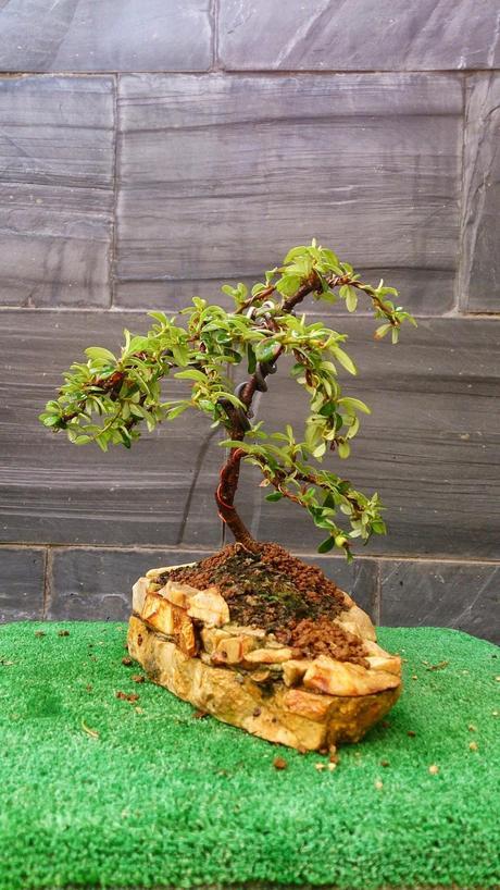 Los pequeños olvidados Los pequeños olvidados