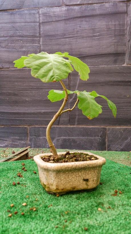 Los pequeños olvidados Los pequeños olvidados