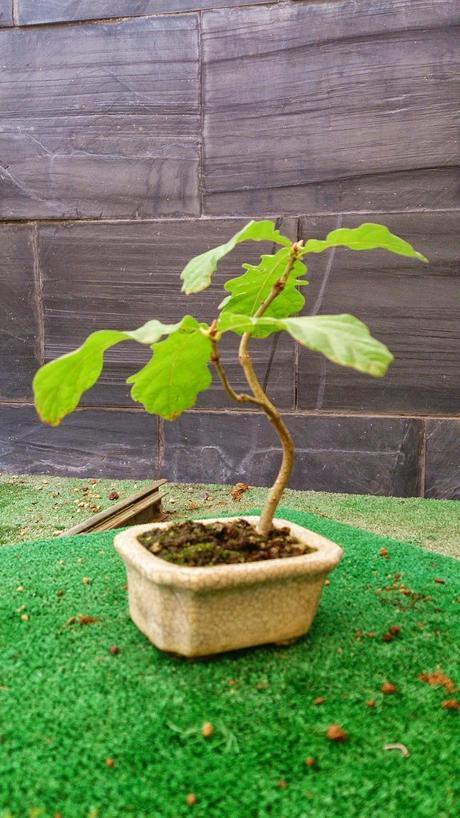 Los pequeños olvidados Los pequeños olvidados