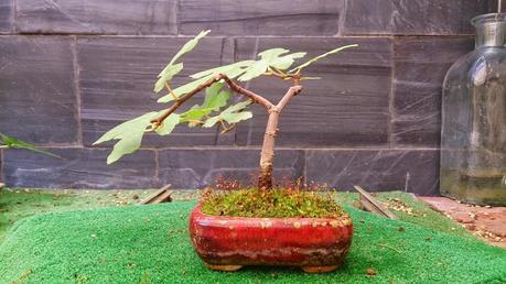 Los pequeños olvidados Los pequeños olvidados