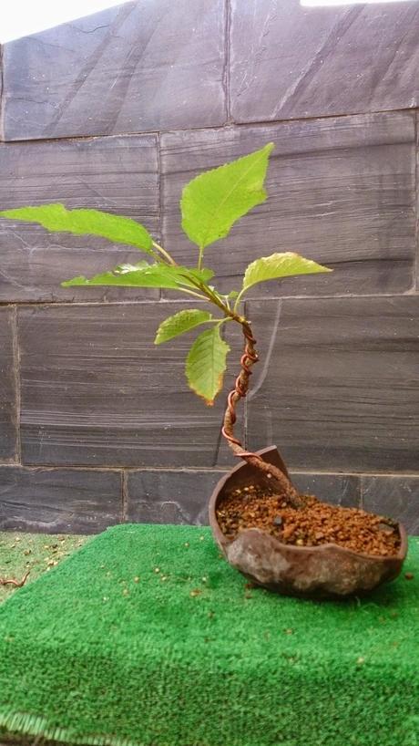 Los pequeños olvidados Los pequeños olvidados