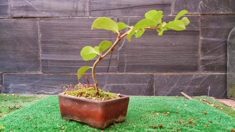 Los pequeños olvidados Los pequeños olvidados