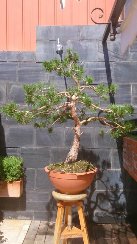 Repaso de verano a los bonsais 3 : Las coniferas y alguno mas.