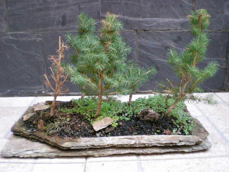 Repaso de verano a los bonsais 3 : Las coniferas y alguno mas.