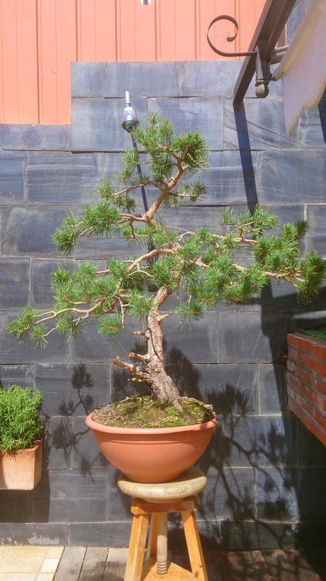 Repaso de verano a los bonsais 3 : Las coniferas y alguno mas.