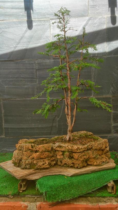 Repaso de verano a los bonsais 3 : Las coniferas y alguno mas.