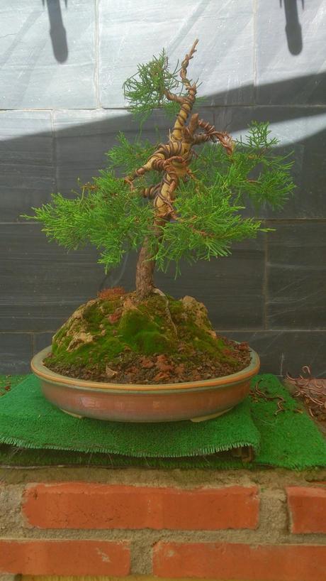 Repaso de verano a los bonsais 3 : Las coniferas y alguno mas.