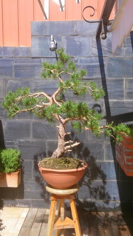 Repaso de verano a los bonsais 3 : Las coniferas y alguno mas.