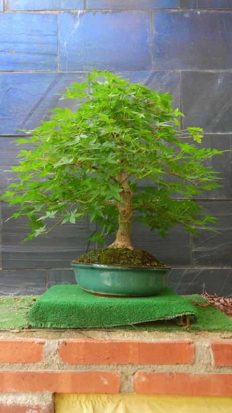 Repaso de verano a los bonsais II : ACERS PALMATUM