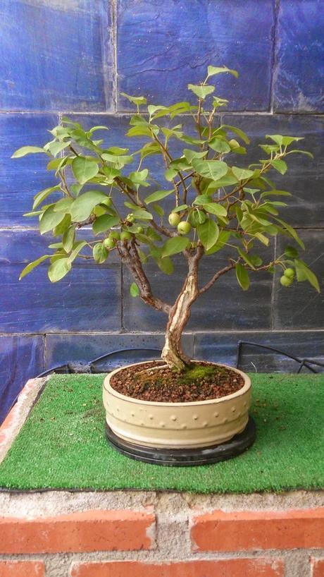 Repaso de verano a los bonsais