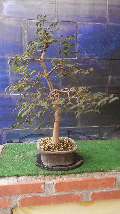 Repaso de verano a los bonsais
