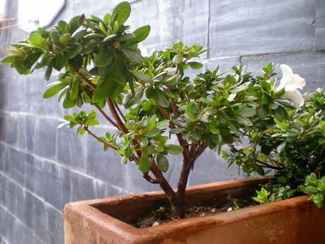 El ser o no ser de una Azalea El ser o no ser de una Azalea