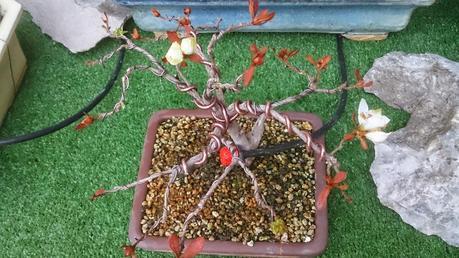 El ser o no ser de una Azalea El ser o no ser de una Azalea