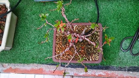 El ser o no ser de una Azalea El ser o no ser de una Azalea