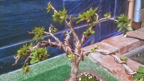 El ser o no ser de una Azalea El ser o no ser de una Azalea