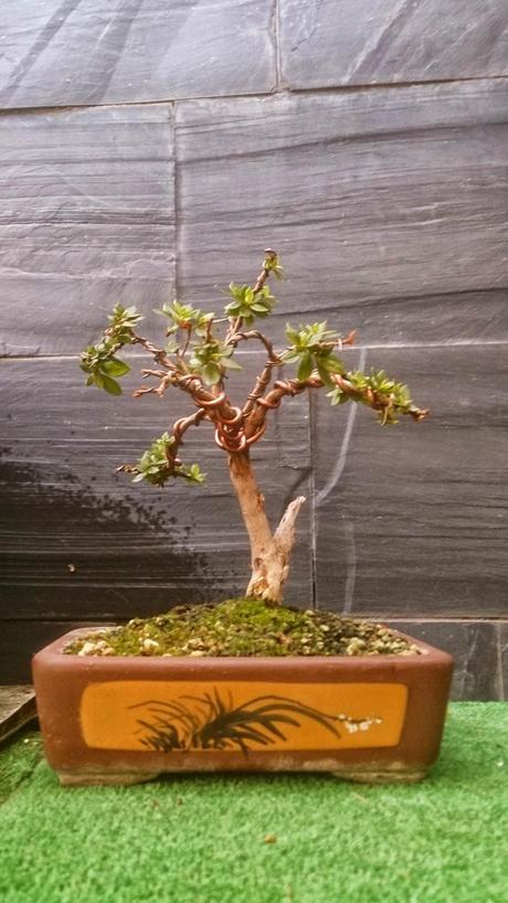 El ser o no ser de una Azalea El ser o no ser de una Azalea