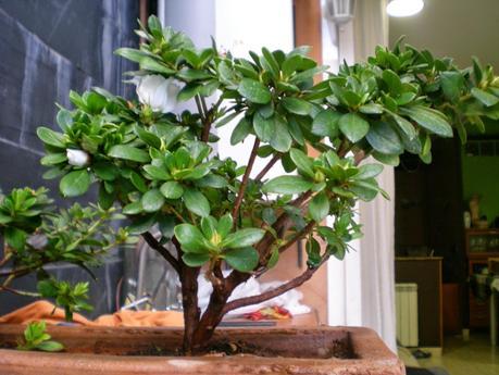 El ser o no ser de una Azalea El ser o no ser de una Azalea