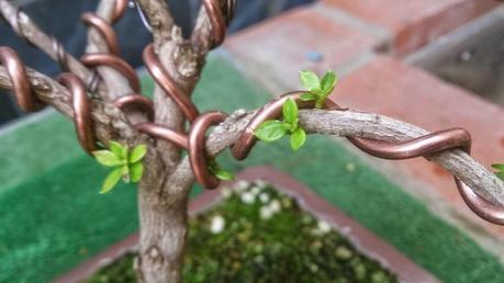 El ser o no ser de una Azalea El ser o no ser de una Azalea