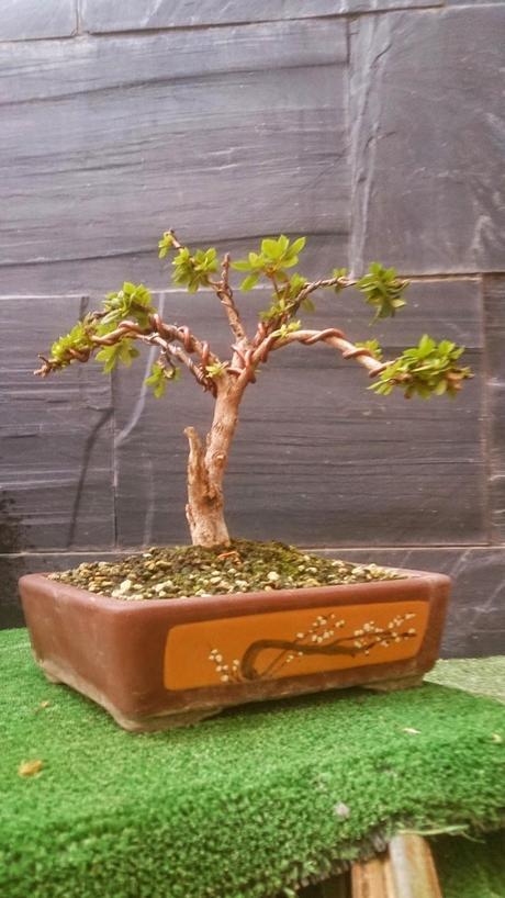 El ser o no ser de una Azalea El ser o no ser de una Azalea