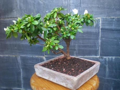 El ser o no ser de una Azalea El ser o no ser de una Azalea