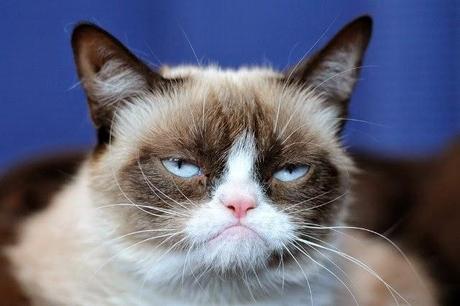 Grumpy Cat, el gato más rico del mundo.