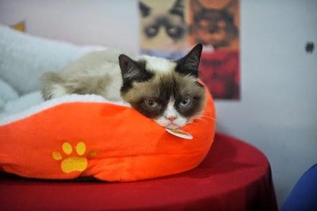 Grumpy Cat, el gato más rico del mundo.