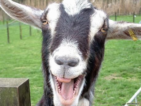 Popurrí de noticias: infidelidad caprina, casi ganadores del premio Darwin, pasta de dientes de orina bovina y el pelo púbico de Elvis Popurrí de noticias: infidelidad caprina, casi ganadores del premio Darwin, pasta de dientes de orina bovina y el pelo púbico de Elvis