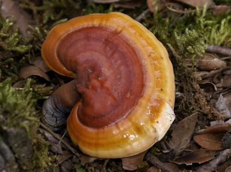 Reishi, Ganoderma lucidum