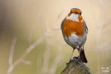 Santa Robin (el petirrojo Papá Noel) sigue vivo